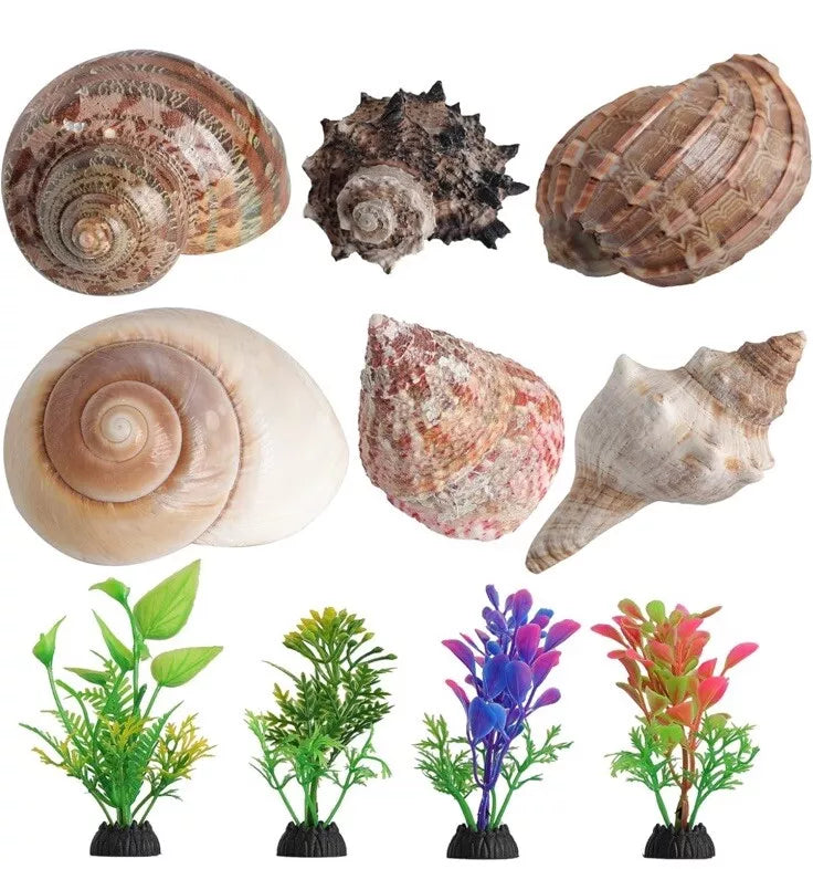 6 PCS Hermit Crab Shells Medium Large XLarge Growth Turbo Seashells