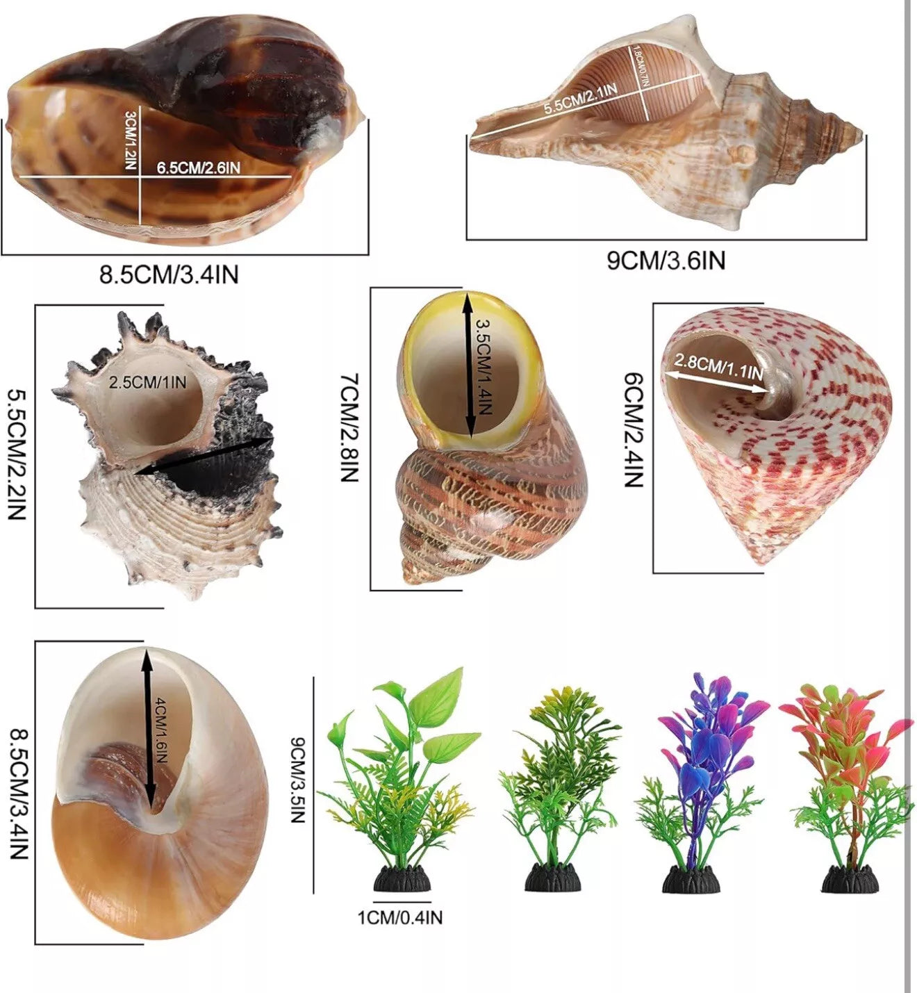 6 PCS Hermit Crab Shells Medium Large XLarge Growth Turbo Seashells