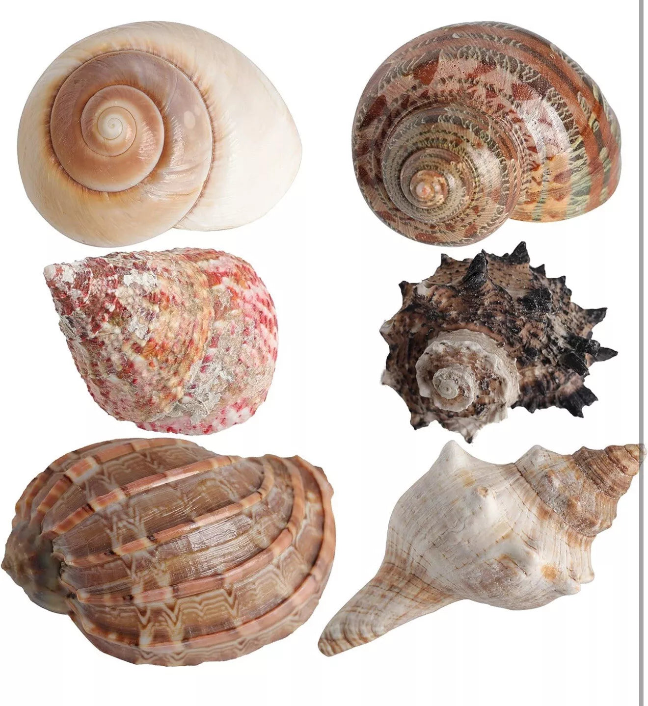 6 PCS Hermit Crab Shells Medium Large XLarge Growth Turbo Seashells
