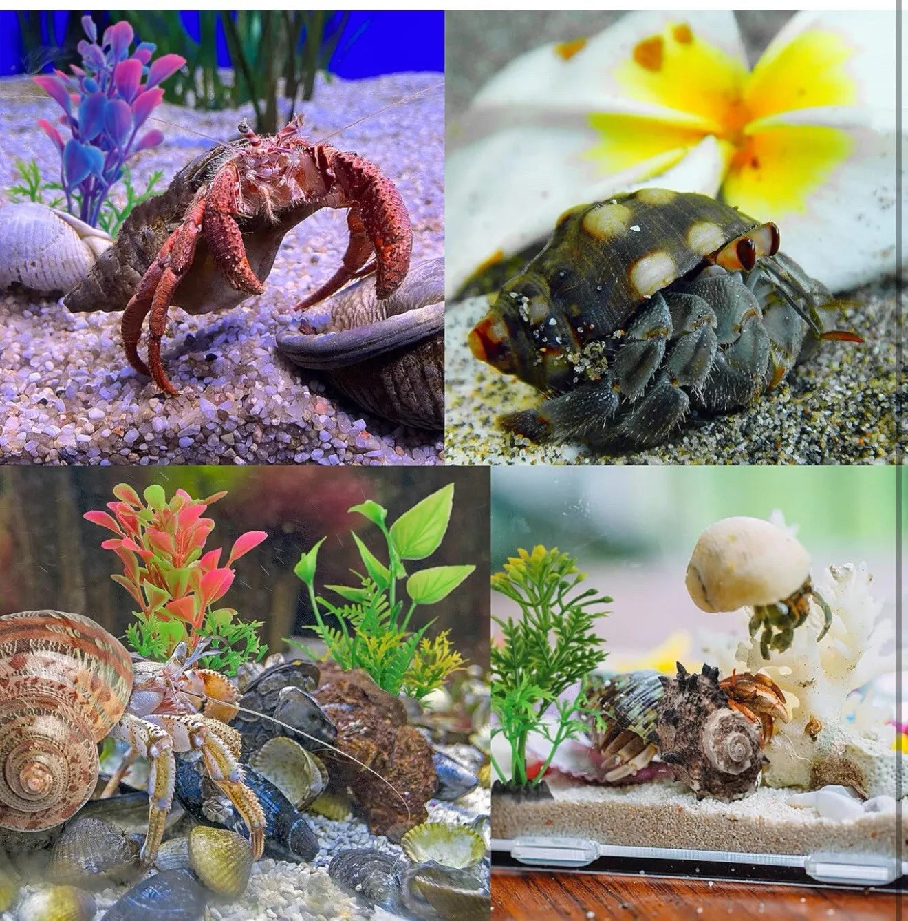 6 PCS Hermit Crab Shells Medium Large XLarge Growth Turbo Seashells
