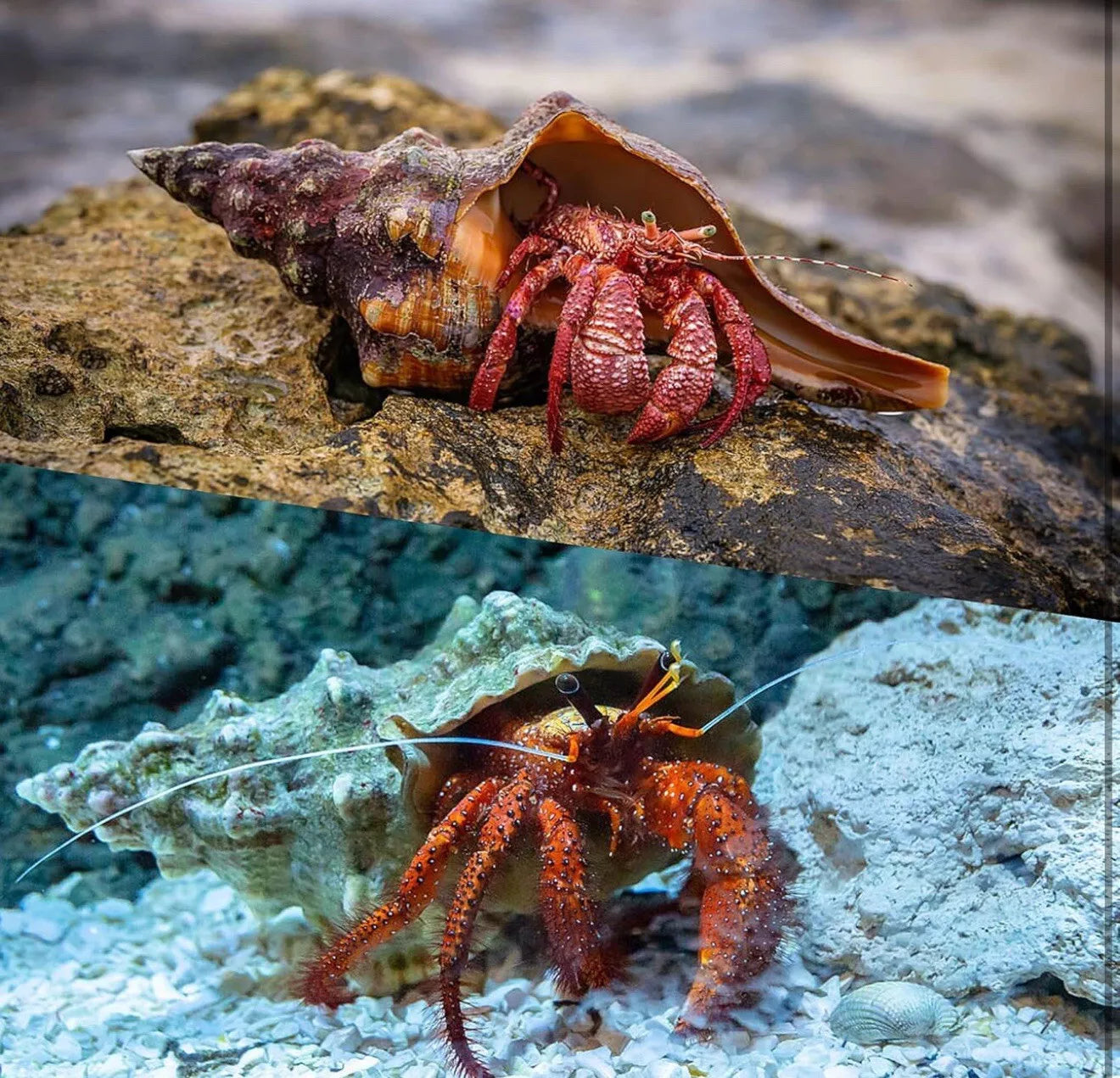 6 PCS Hermit Crab Shells Medium Large XLarge Growth Turbo Seashells