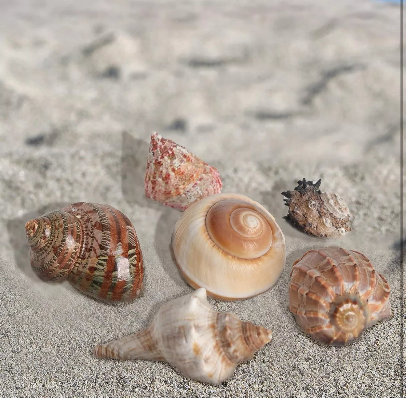 6 PCS Hermit Crab Shells Medium Large XLarge Growth Turbo Seashells